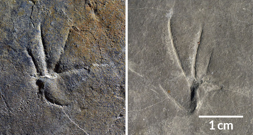 fossil footprints