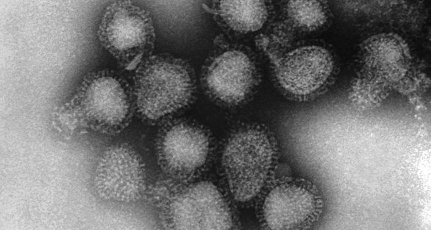 H3N2 flu viruses