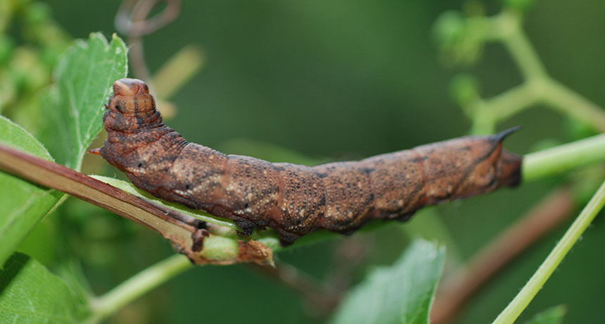 teakettle caterpillar
