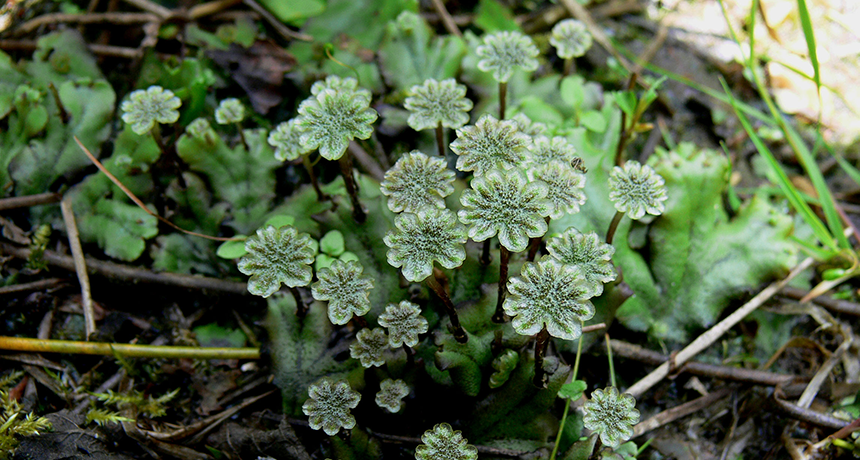 first plants on earth