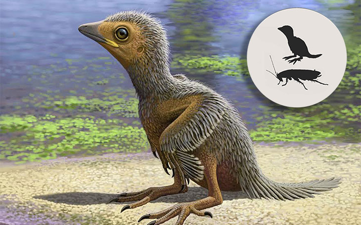 illustration of a baby Enantiornithes