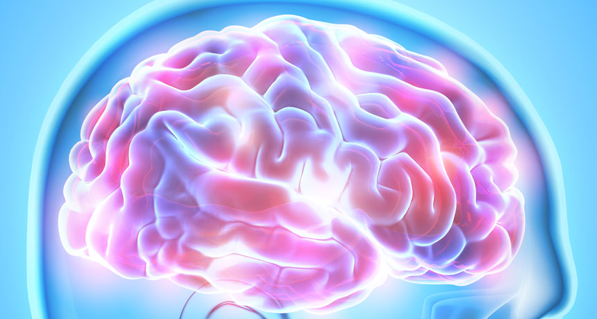 brain