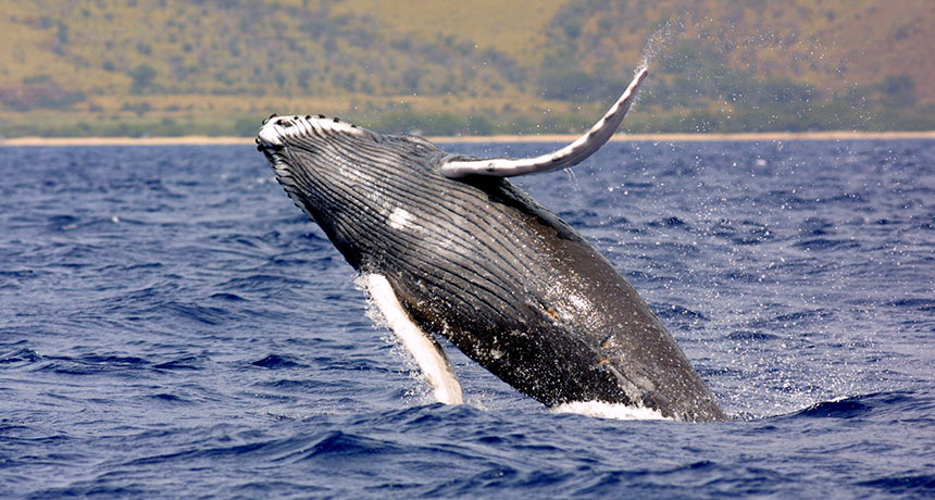 humpback whale