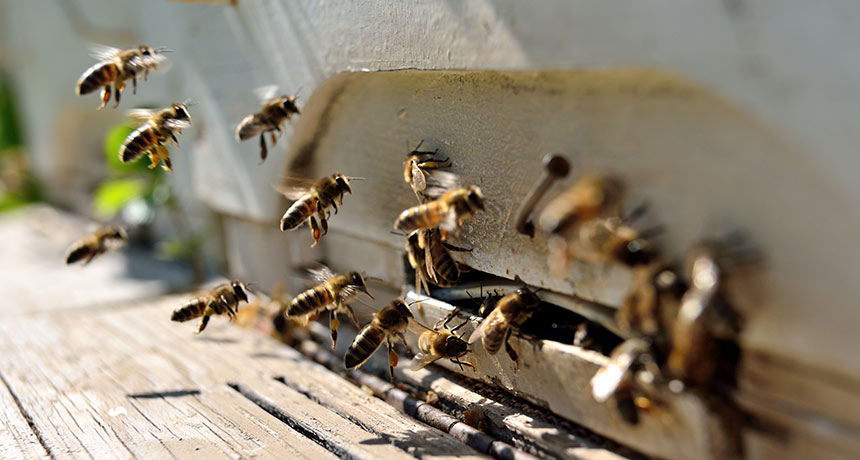 honeybees