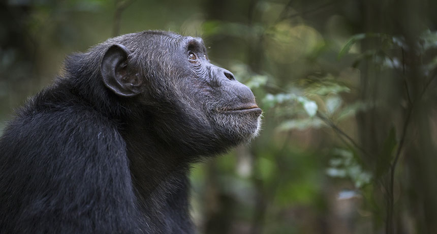 pensive chimp