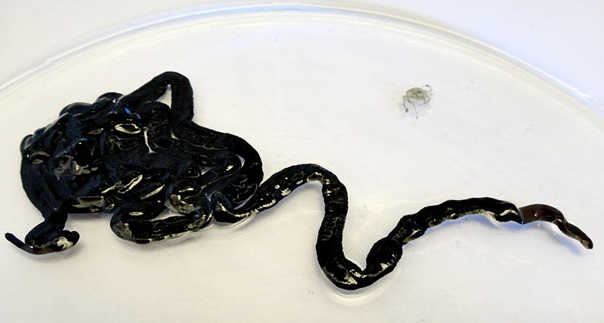Toxins from the world's longest animal can kill cockroaches Toxins from the world's longest animal can kill cockroaches
