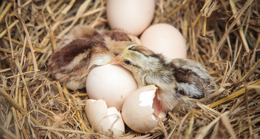 eggshell
