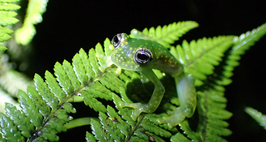 speckled glass frog