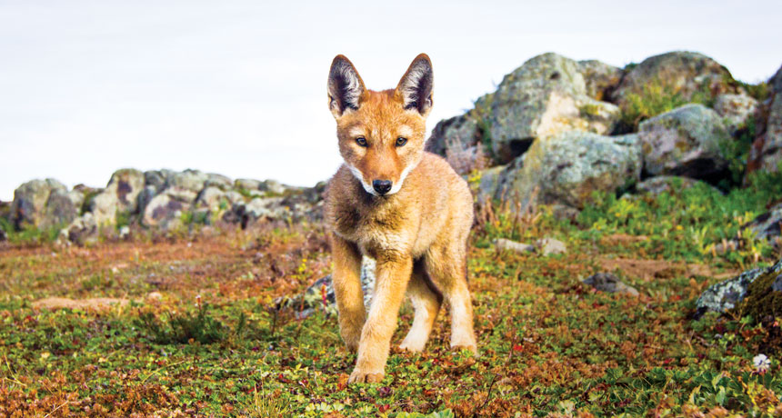 wolf pup