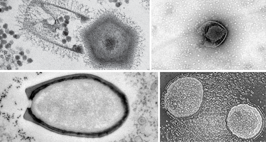 viruses