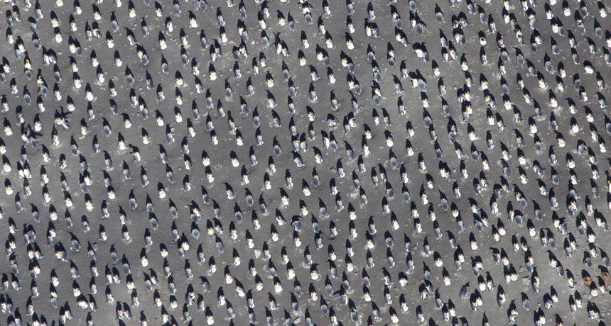 king penguins