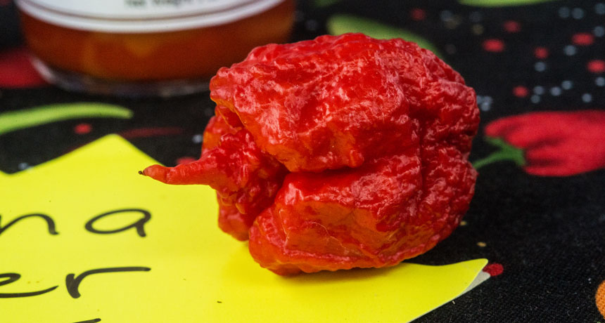 Carolina Reaper Hotness Chart