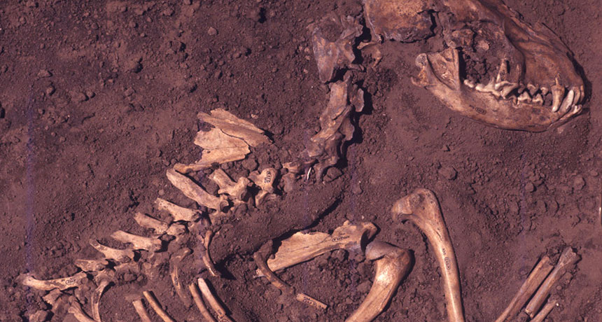 ancient dogs