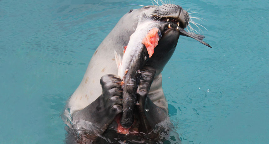 harbor seal