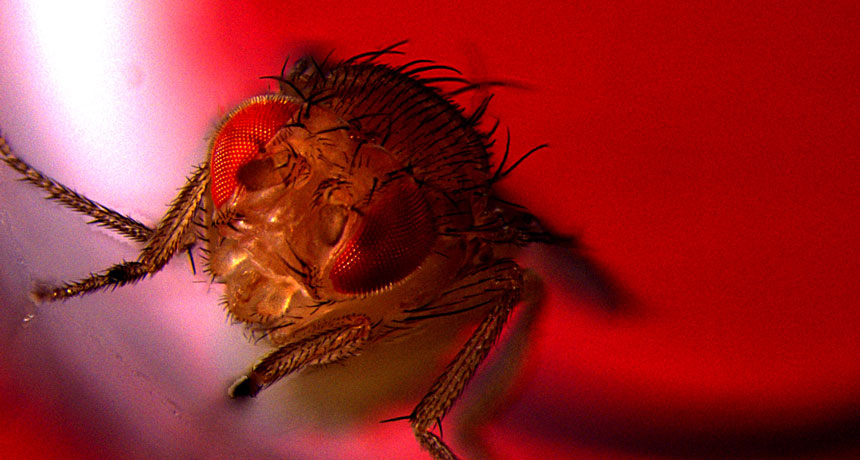 fruit fly