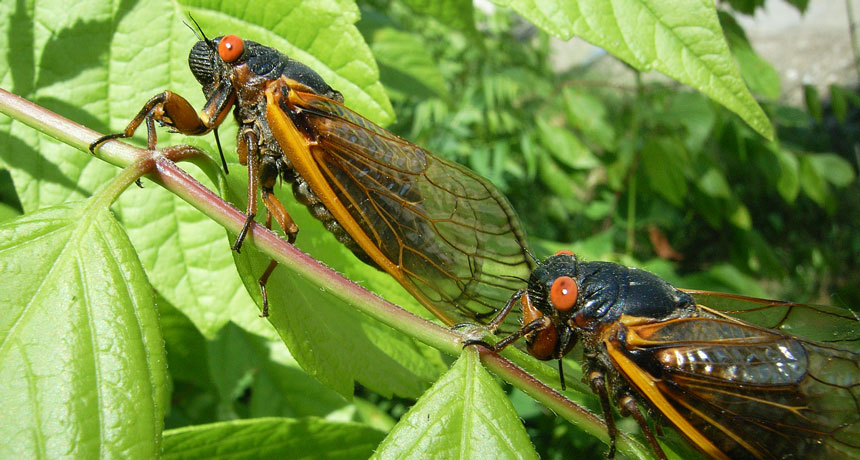 cicadas