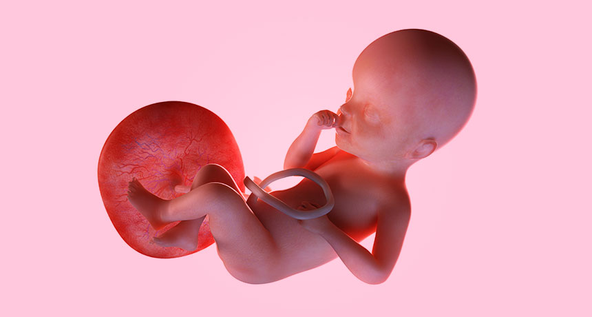 illustration of a fetus and placenta