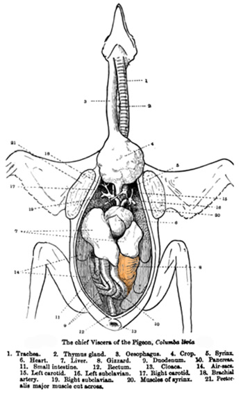 illustration of pigeon anatomy