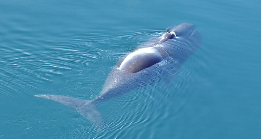 bowhead whale