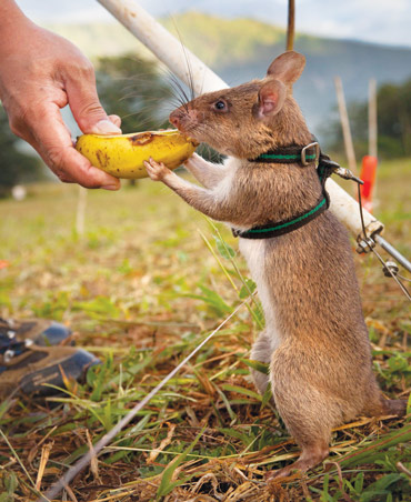 African pouch rat