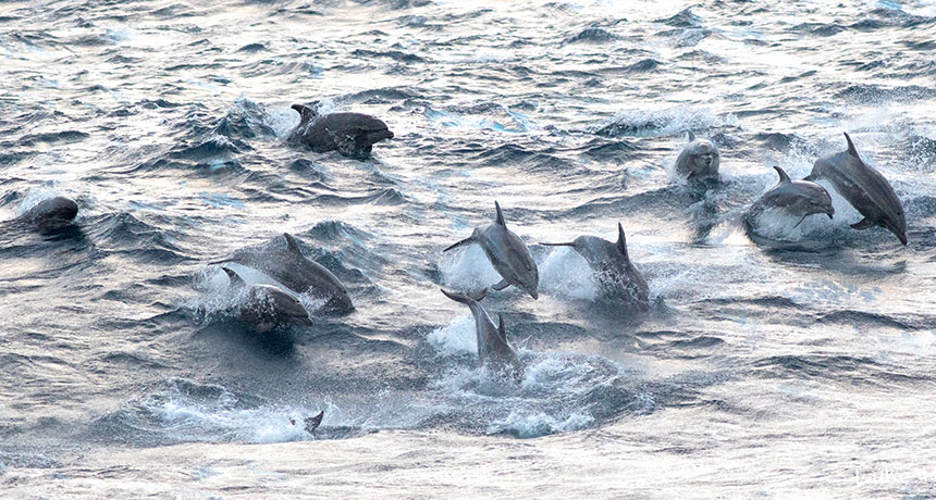 Bottlenose dolphins