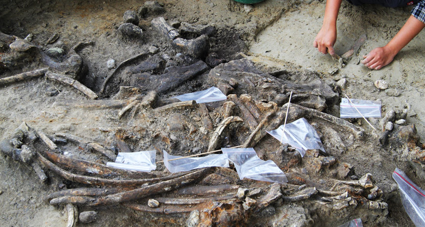 rhino bones