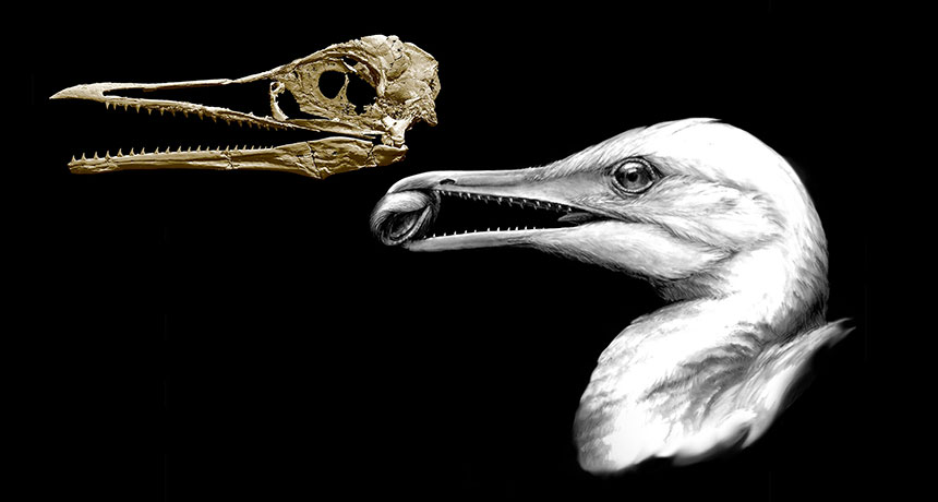 Ichthyornis dispar skull and illustration
