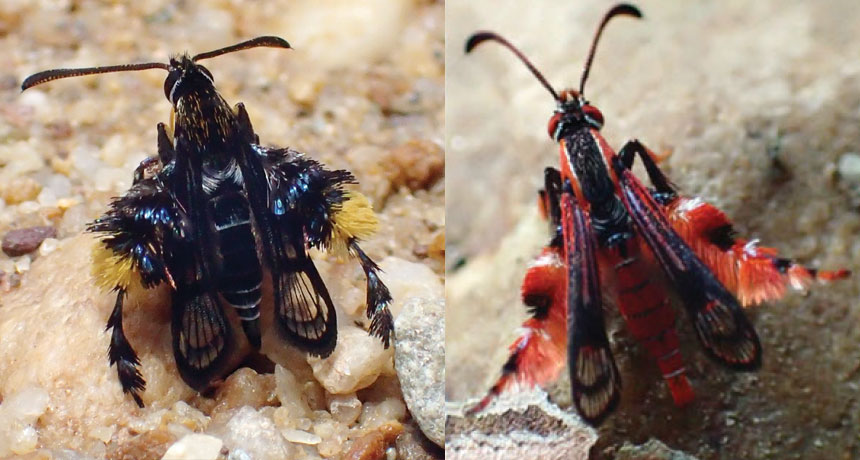 two species of clearwing moths