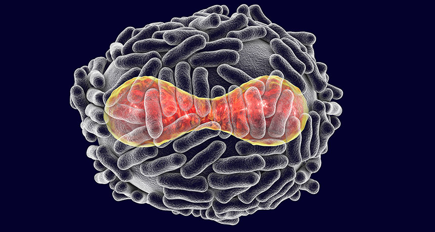 illustration of variola virus