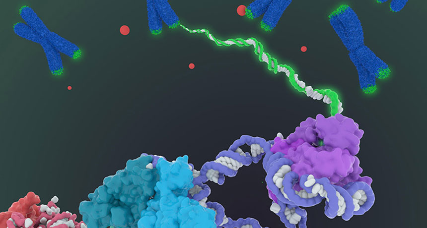 telomerase