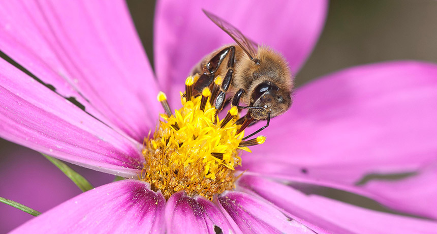 honeybee