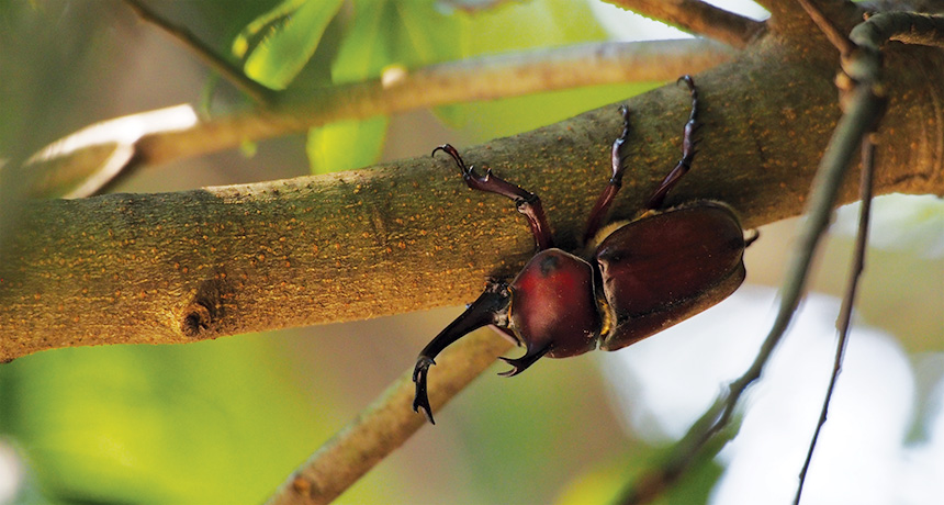 beetle