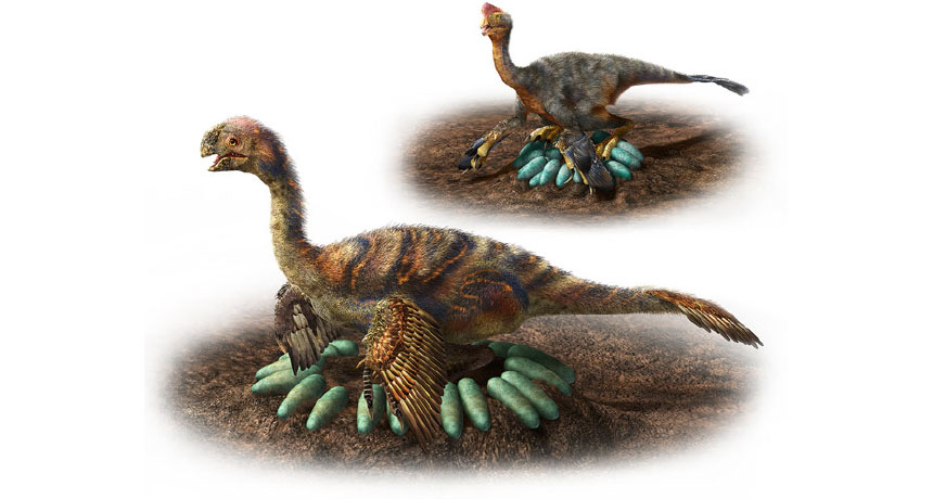 Here's how hefty dinosaurs sat on their eggs without crushing them
