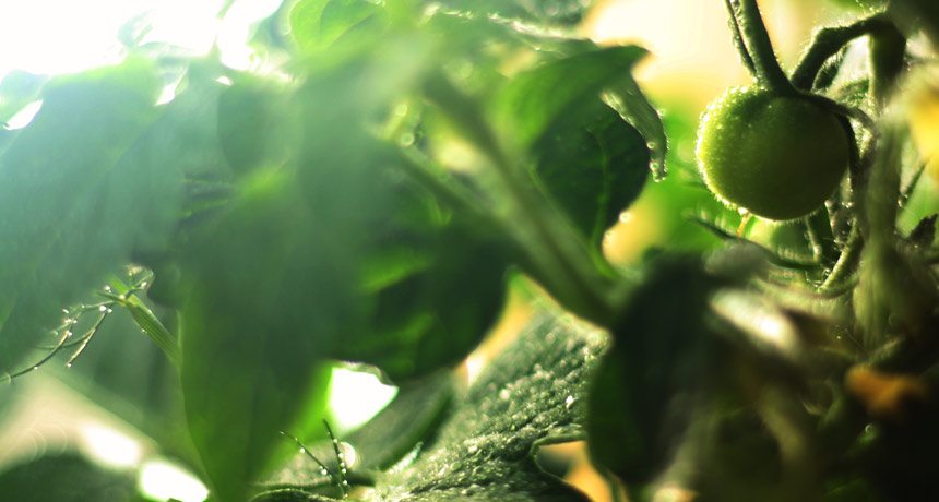 plant