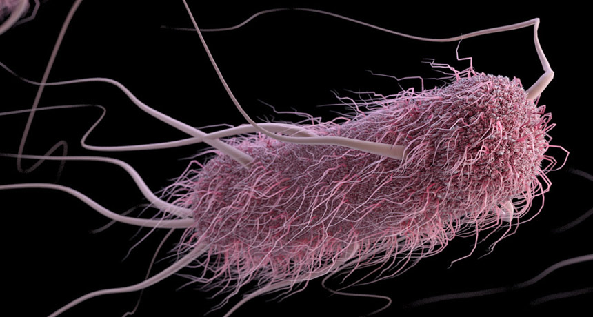 E. coli