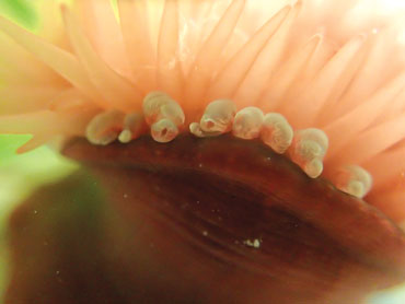 Sea anemone
