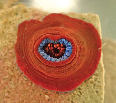 anenome acrorhagi