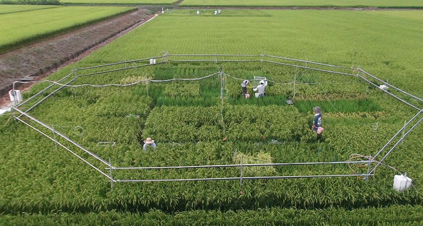 rice paddy