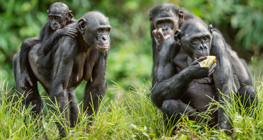 Pregnant bonobos get a little delivery help from their friends