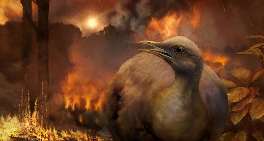 illustration of bird