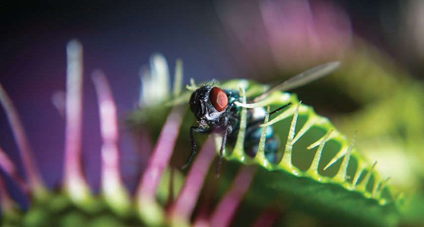 venus flytrap