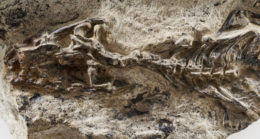 lizard-snake fossil