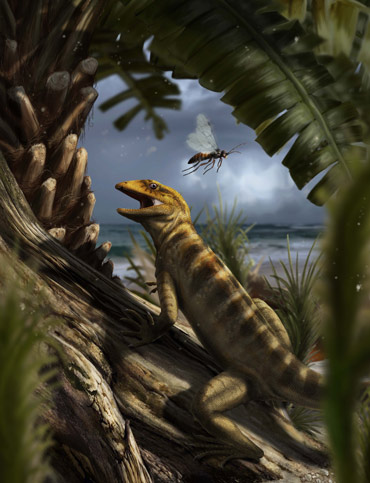 Megachirella wachtleri