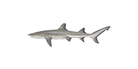 whitetip reef shark