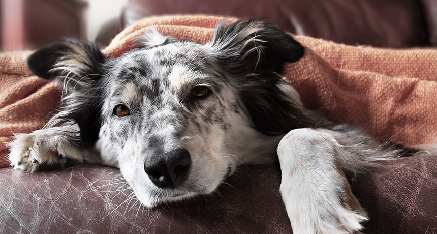 dog