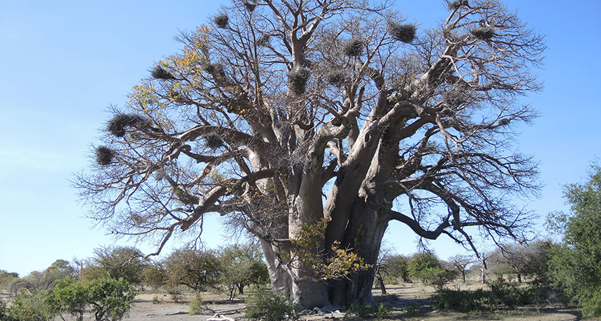 a baobab tree