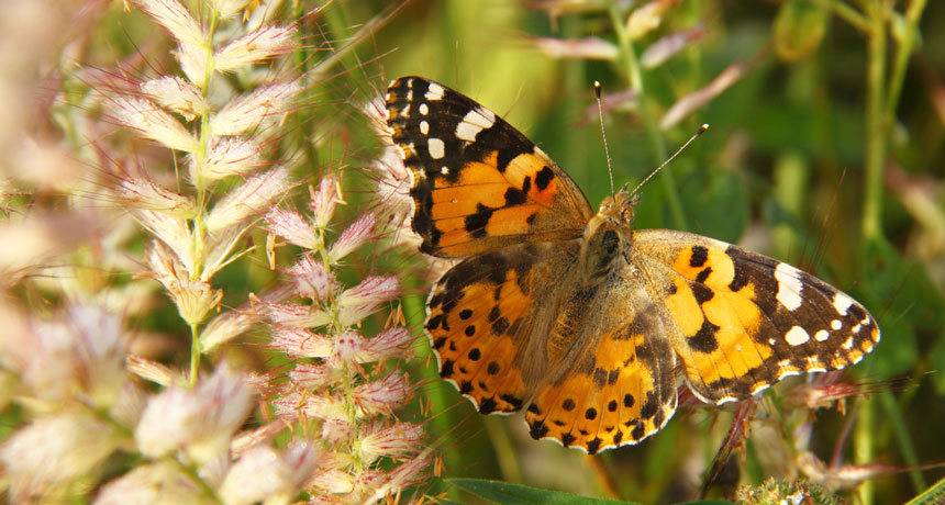 a painted lady butterfly (Vanessa cardui) resting on vegetation