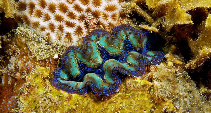 a giant clam