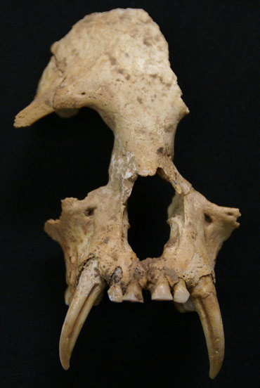 partial skull of now-extinct gibbon