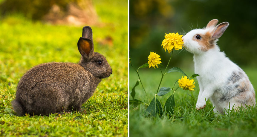 How domestication changed rabbits’ brains | Science News